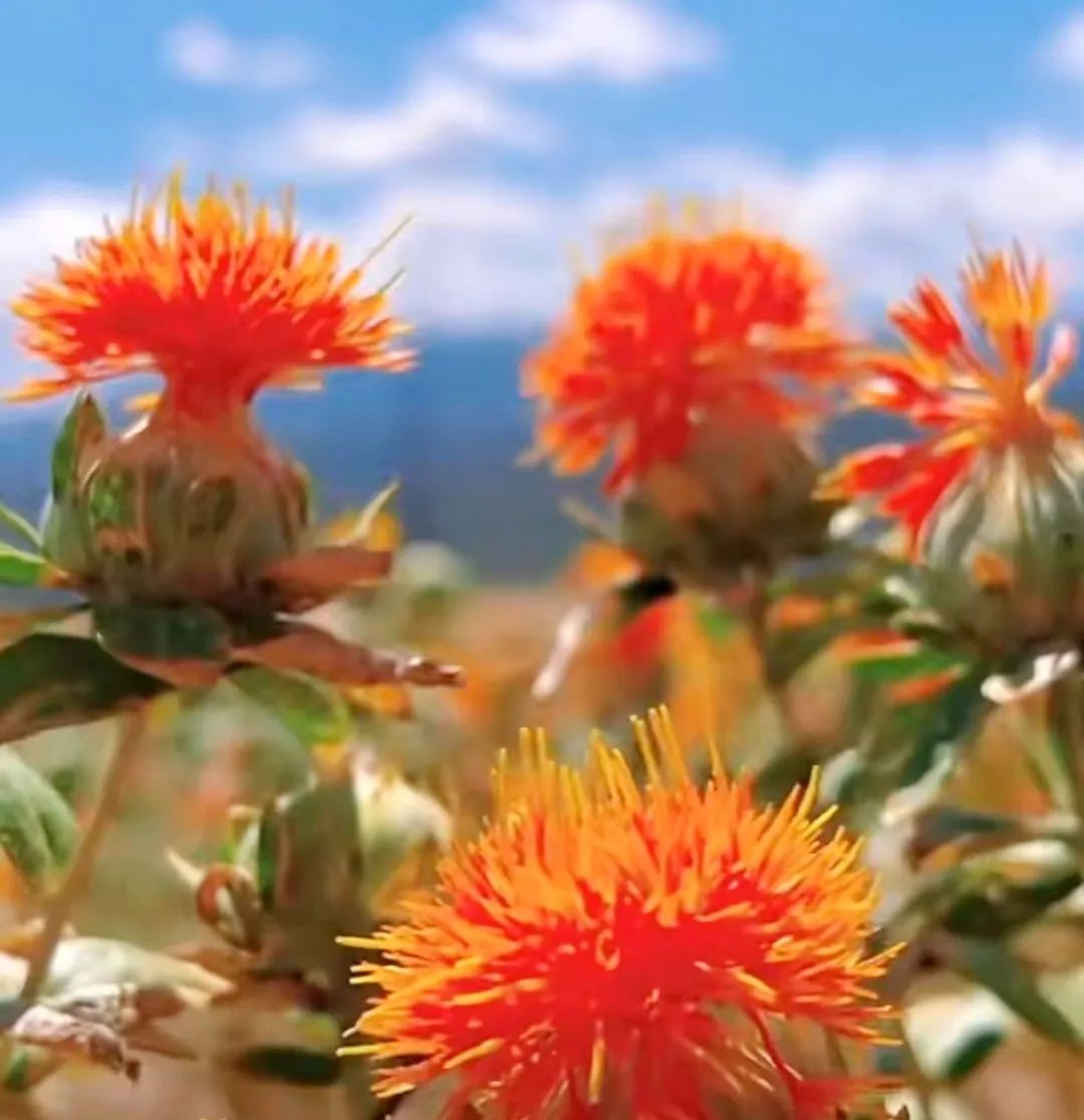 How to Consume Safflower (Honghua)?