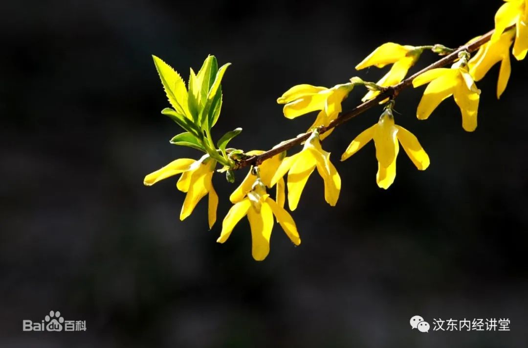 Understanding Wind-Heat Cold in Traditional Chinese Medicine