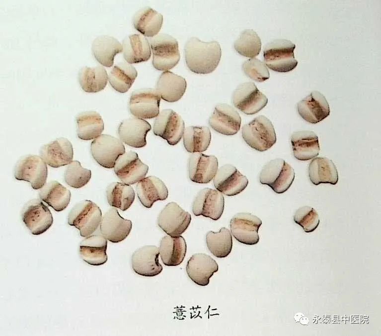 Fujian Local Medicinal Materials: Coix Seed