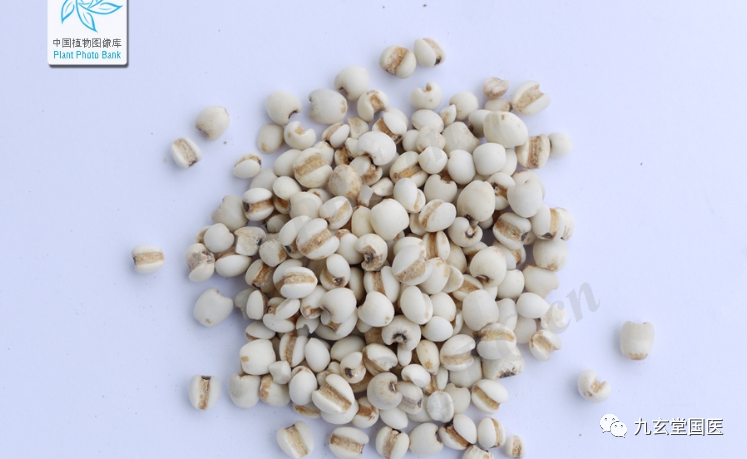 Traditional Chinese Medicine: Coix Seed and Coix Root