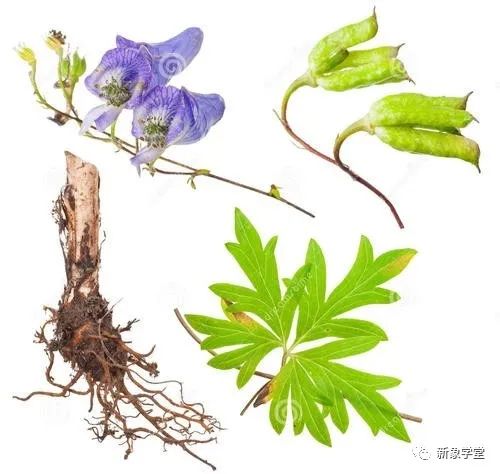 Daily Herb: Aconite (Fu Zi)