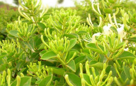 Daily Learning of Chinese Herbs - Honeysuckle