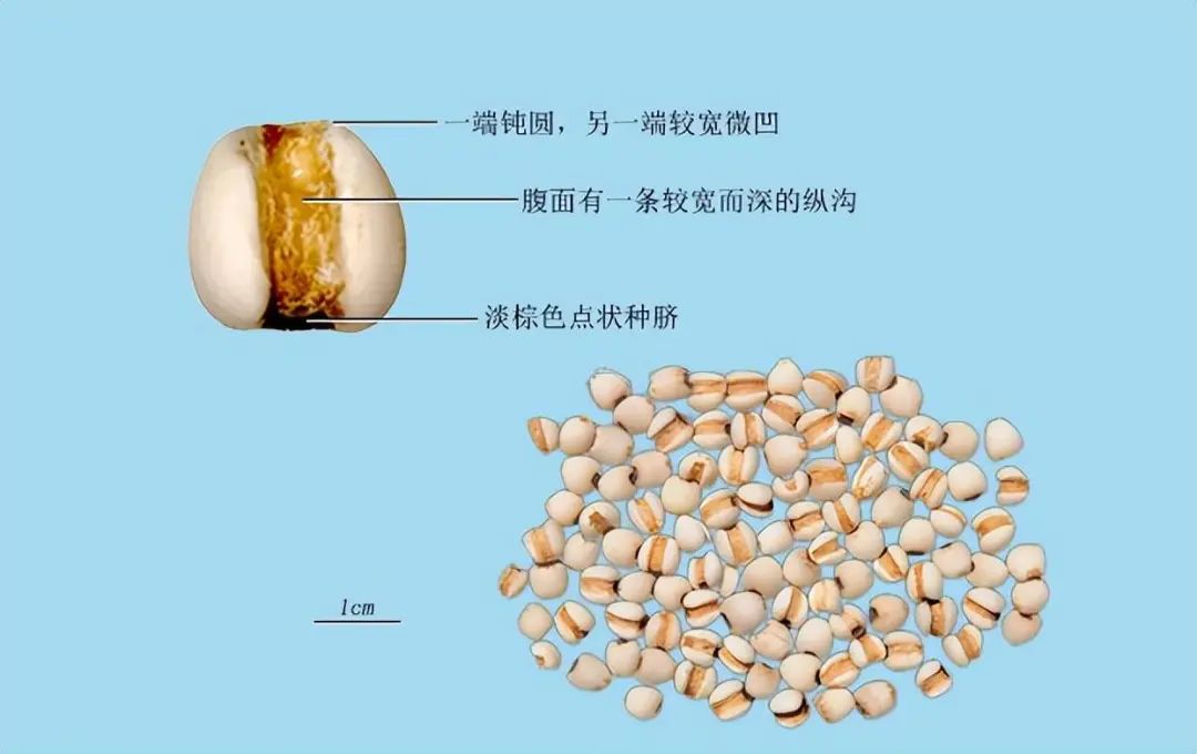 Identification of Coix Seed (Yi Yi Ren)
