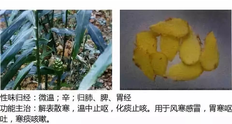 Illustrated Guide to Over 500 Chinese Medicinal Herbs (Including Therapeutic Effects)