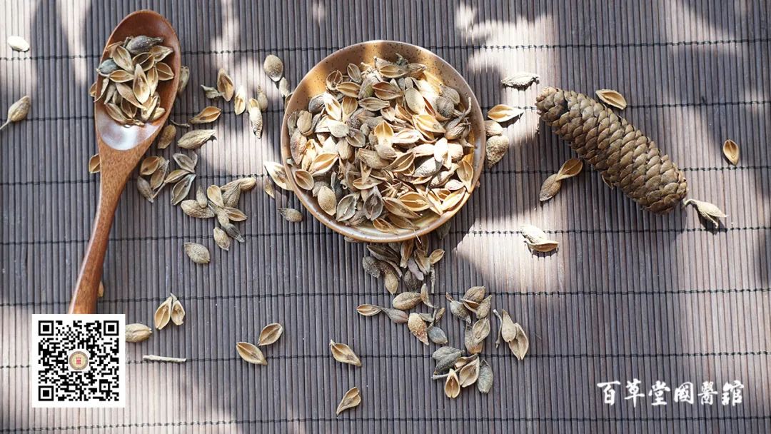 Commonly Used Chinese Herb: Lian Qiao (Forsythia)