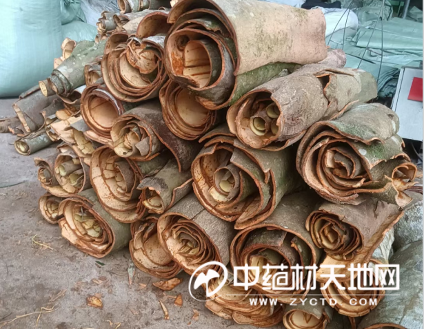 The Continued Ordinary Path of Cinnamon