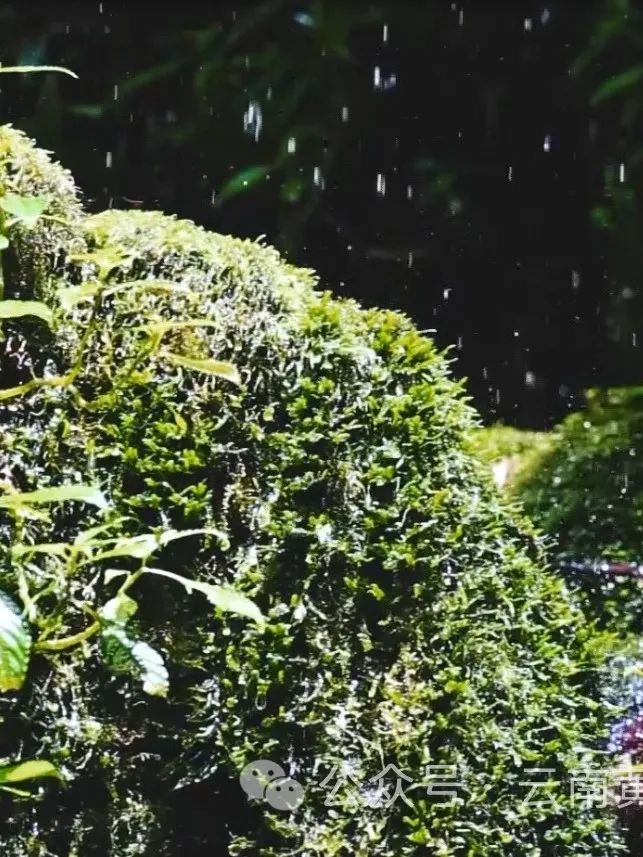 Yunnan Huanglian Mountain: Sowing Hope on Arbor Day
