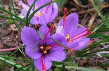 Understanding the Differences Between Saffron (Crocus sativus) and Carthamus (Carthamus tinctorius)