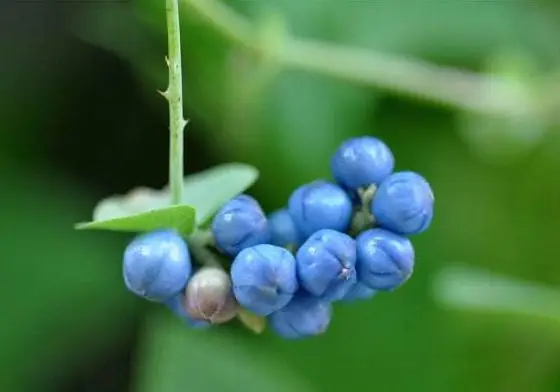 Shingles: One Herb is All You Need!