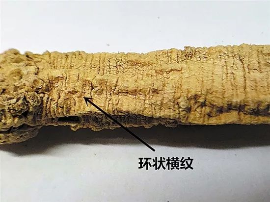 Ginseng and Its Substitute: The Benefits of Dang Shen for Qi and Blood Deficiency