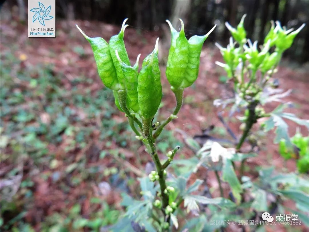 A Detailed Discussion on Chinese Herbal Medicine | Fu Zi (Aconite)