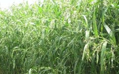 Learn About a Chinese Herb Every Day - Coix Seed (Yì Yǐ Rén)