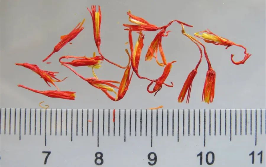 Distinguishing Between Honghua (Safflower) and Zanghonghua (Saffron) in Traditional Chinese Medicine