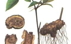 A Comprehensive Guide to Cang Zhu (Atractylodes) in Traditional Chinese Medicine