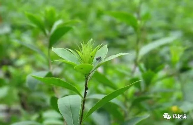 High-Yield Cultivation Techniques for Atractylodes (Cang Zhu)