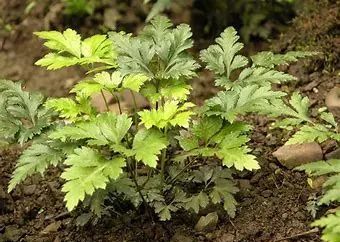 Coptis Chinensis (Traditional Chinese Medicine Encyclopedia, Chinese Materia Medica)