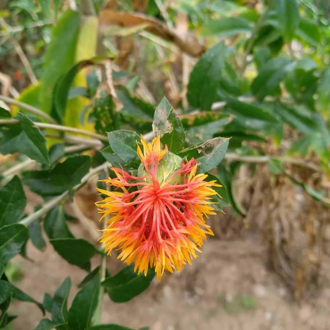 Safflower: A Healthy Nutritional Oil