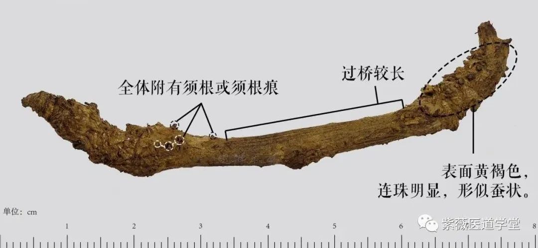 Guide to the Use of Huang Lian (Coptis Chinensis)