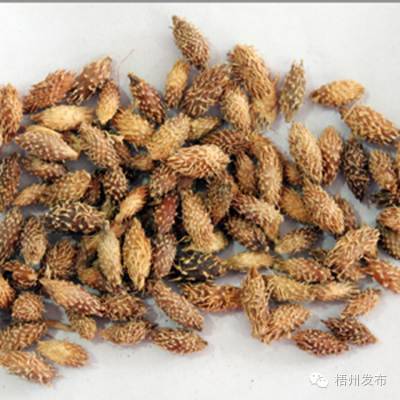 Senior Physician Warns: Besides Raw Aconite, These Commonly Used Liquors in Wuzhou Are Also Toxic!