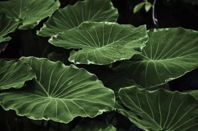 The Seven Emotions and the Five Organs: The Role of the Five Elements in Health
