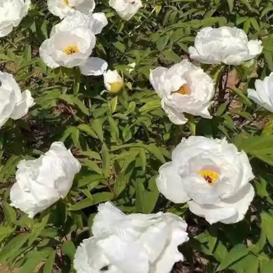 Nourishing Blood and Regulating Menstruation: A Guide to Bai Shao (White Peony)