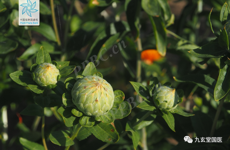 Traditional Chinese Medicine: The Properties and Uses of Honghua (Safflower)