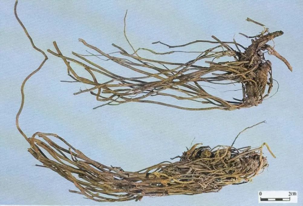 Identification of the Chinese Herbal Medicine Huanglian
