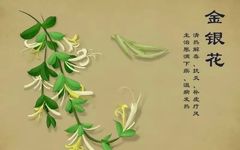 A Few Medical Insights on Jin Yin Hua (Honeysuckle)