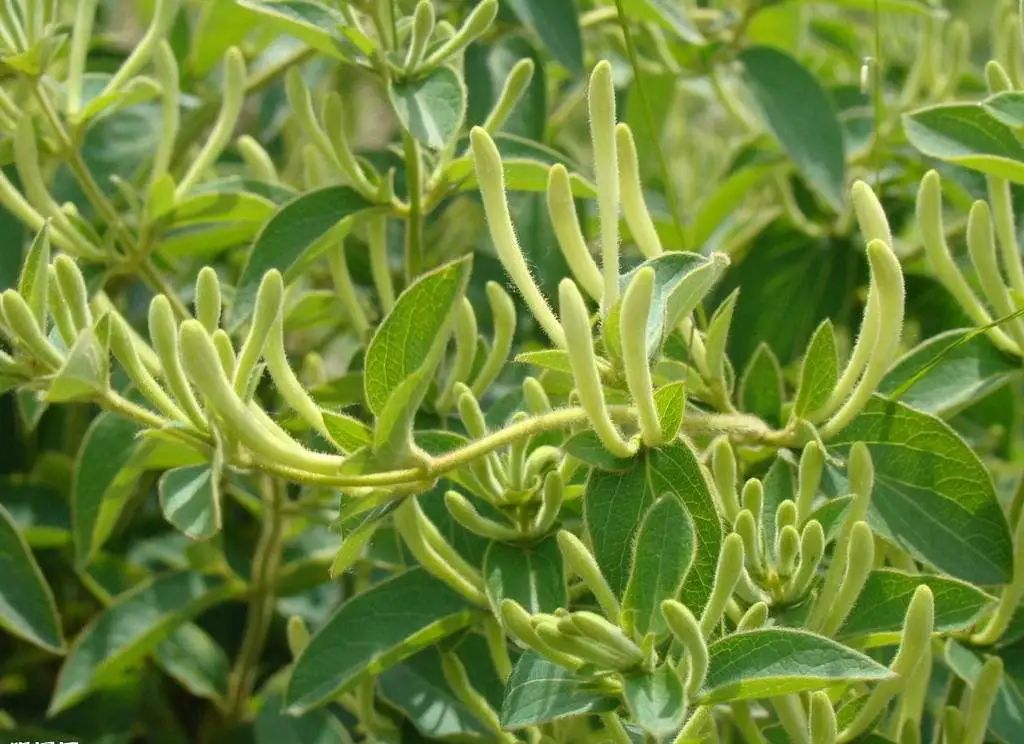 Common Honeysuckle in Rural Areas: A Childhood Memory and Its Value