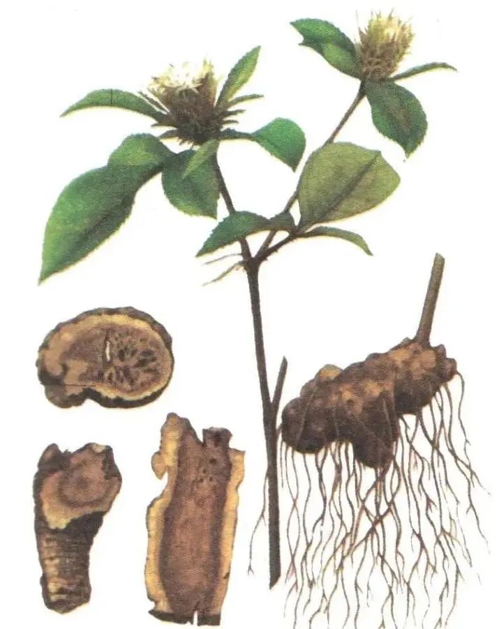 A Comprehensive Guide to Cang Zhu (Atractylodes) in Traditional Chinese Medicine