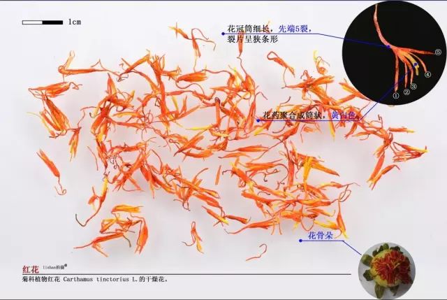 Traditional Chinese Medicine Insights: Blood Activating and Pain Relieving Properties of Safflower