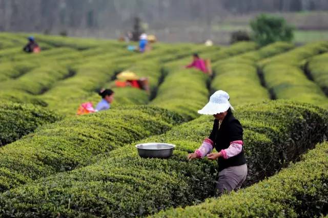 The Truth Behind 'Drinking Tea for Three Years Leads to Spleen Deficiency'