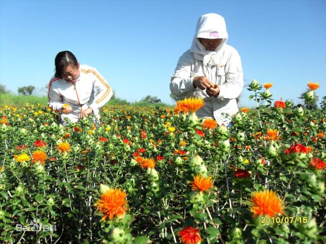 Daily Herb 102: Safflower - Do You Know the Origin of Rouge?