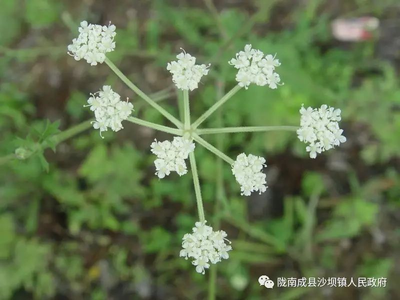 Cultivation Techniques of Codonopsis (A Must-Read for Planting)
