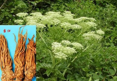 Daily Learning of a Chinese Herb: Angelica Sinensis