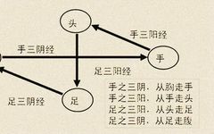 The Pathways, Connections, and Flow of Qi and Blood in the Twelve Meridians