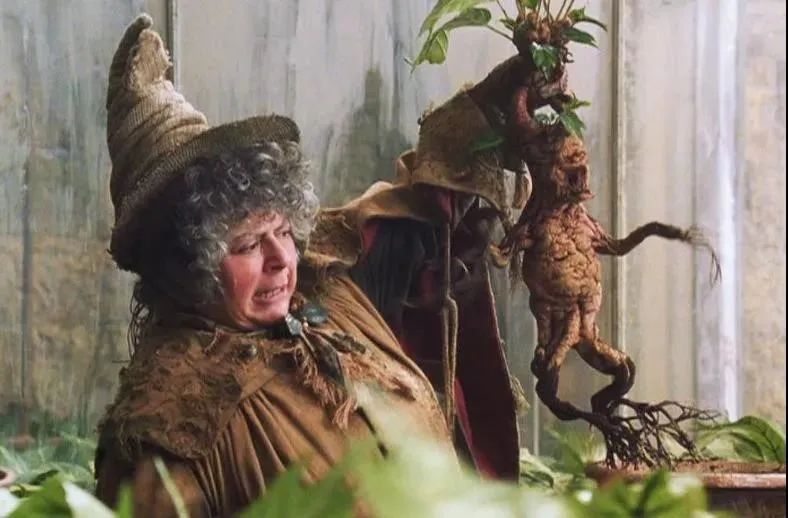 The Roots of Human-Like Plants: Not Just Ginseng, but Also the Old Poisonous Ones