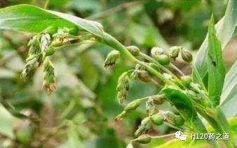Lecture 142 on Chinese Herbal Medicine - Coix Seed