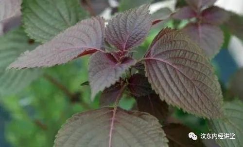 Understanding Wind-Cold Common Cold in Traditional Chinese Medicine