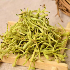 The Dispute Between Honeysuckle and Mountain Honeysuckle
