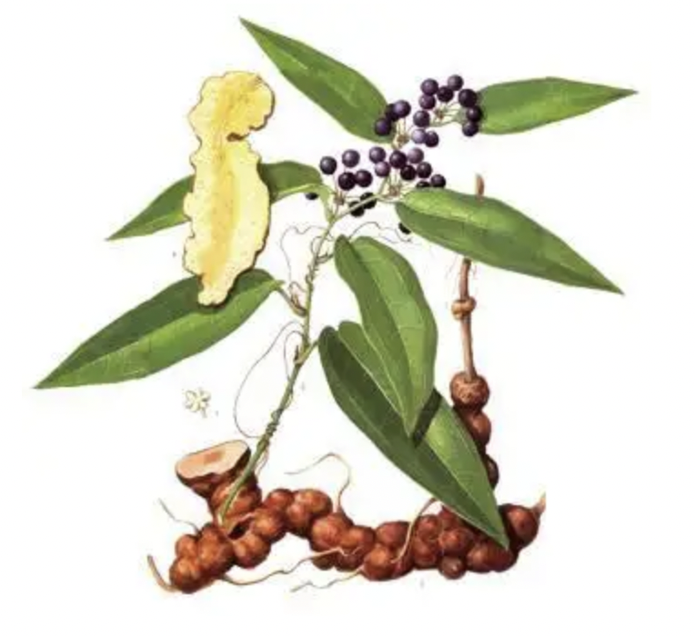 Understanding Traditional Chinese Medicine: Poria (Fu Ling)