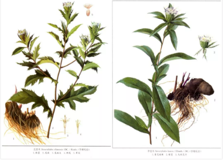 Daily Herb 182: Atractylodes - The Sacred Herb for Drying Dampness and Strengthening the Spleen