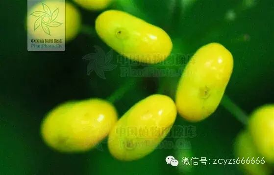 Traditional Chinese Medicine: Ginseng