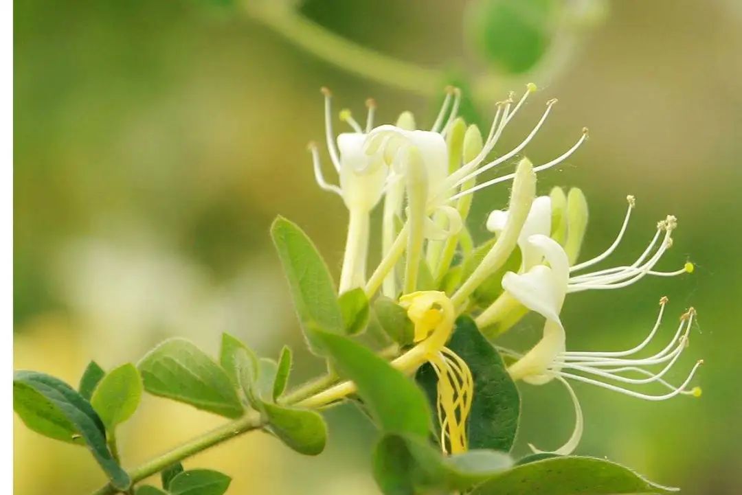 Common Honeysuckle in Rural Areas: A Childhood Memory and Its Value
