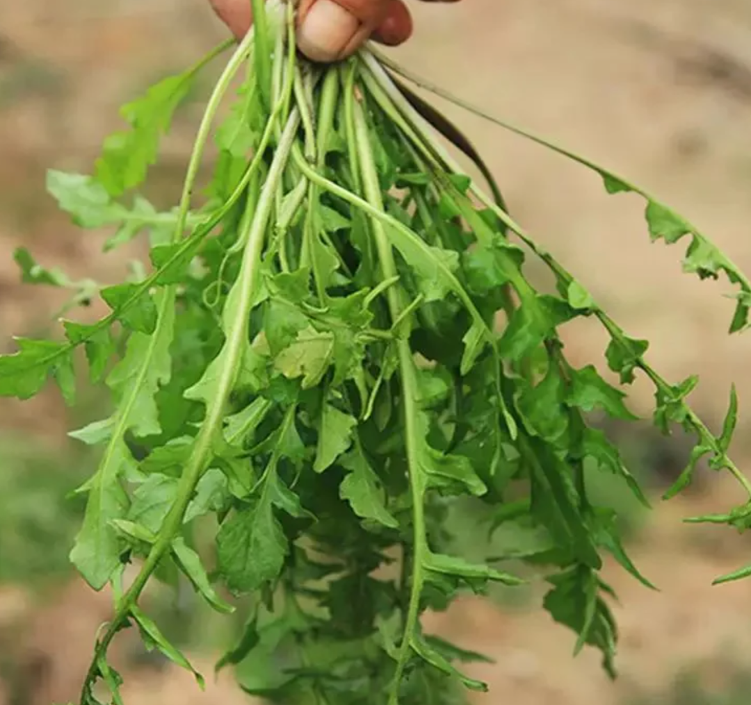 Wild Vegetables in Early Spring: Don't Miss This Dish for Those with Liver Damp-Heat!