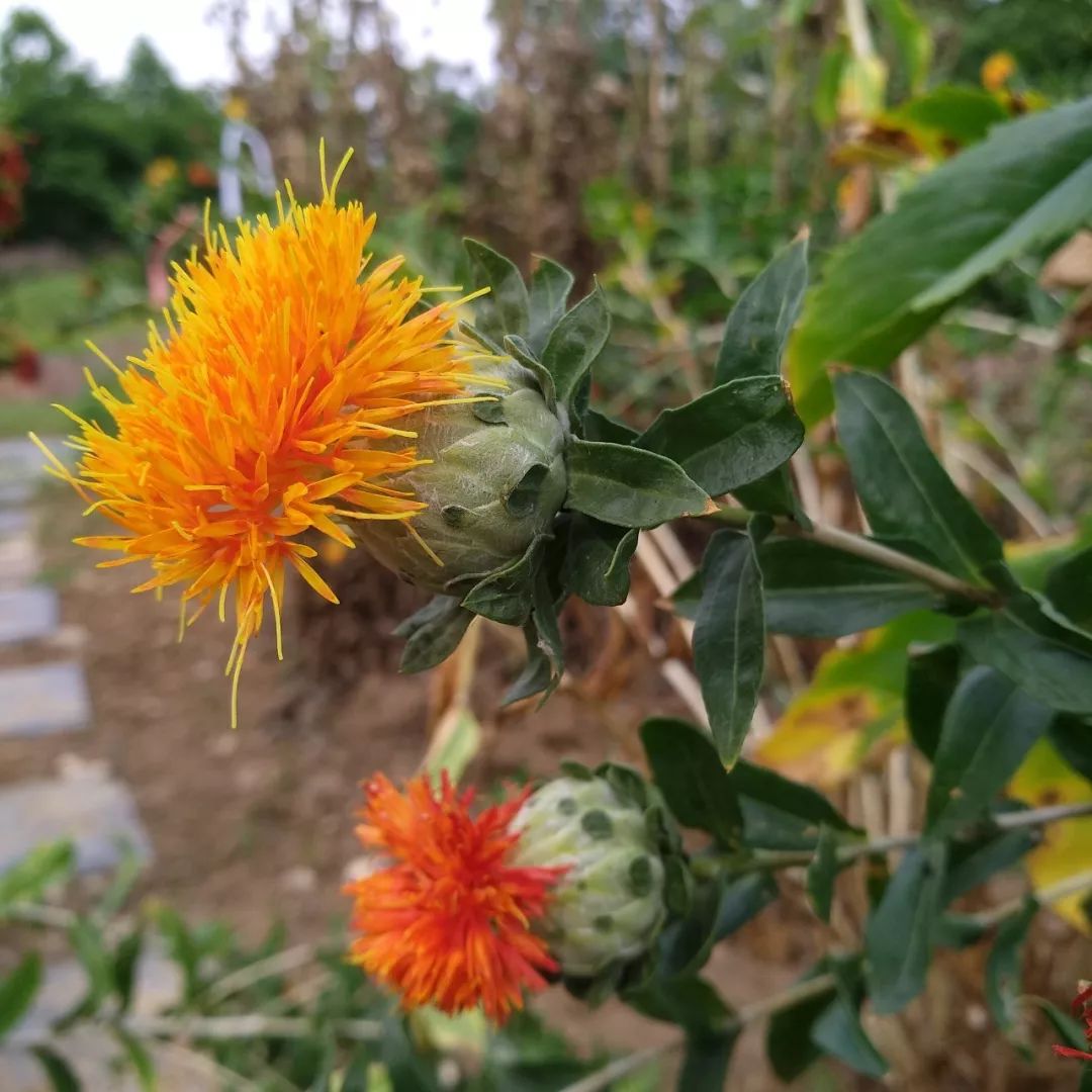 Safflower: A Healthy Nutritional Oil
