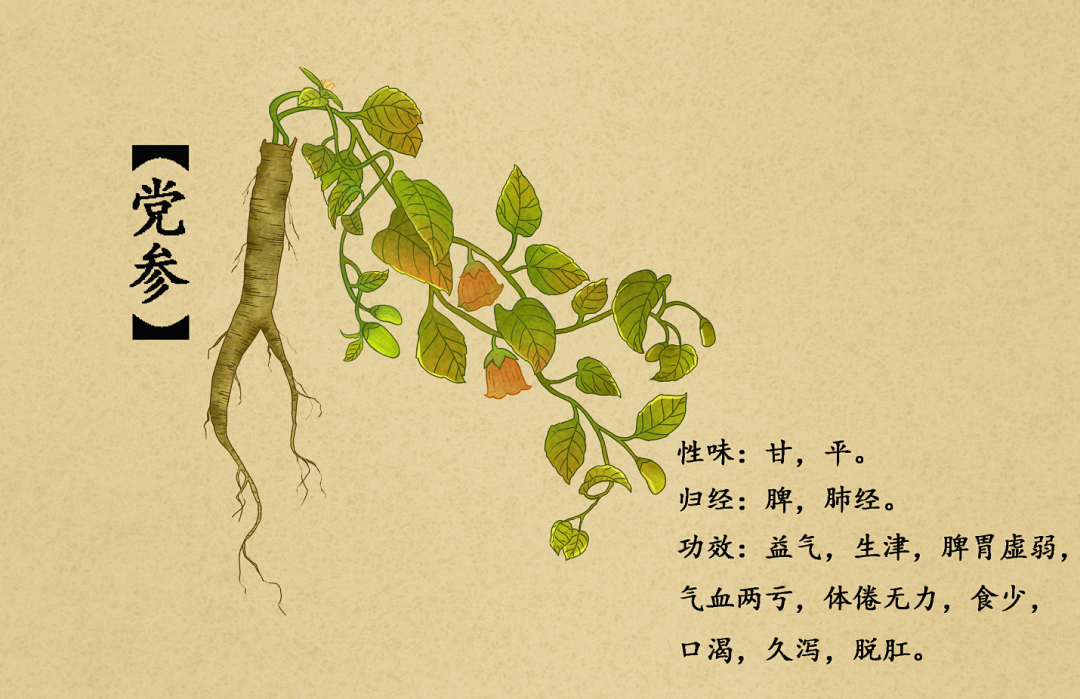 Insufficient Qi and Blood: The Key Role of Dang Shen in Nourishing Qi and Blood