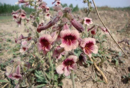Daily Learning of Chinese Herbs - Shú Dì Huáng (Rehmannia Glutinosa)