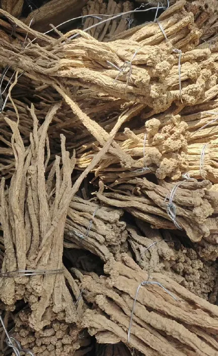 Introduction to Dang Shen (Codonopsis pilosula): Benefits and Usage