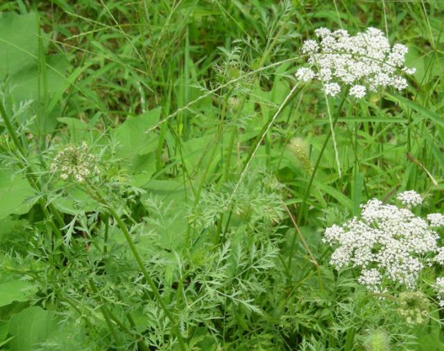 A Comprehensive Guide to 50 Common Medicinal Herbs in Rural China